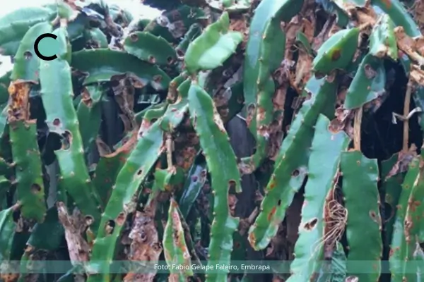 Pragas Comuns em Pitaia Cultivada em Estufas